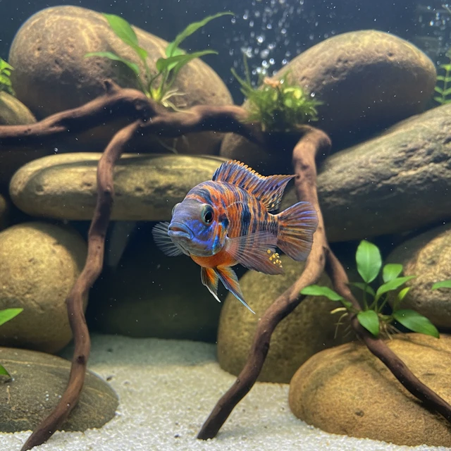 OB Peacock (Marble)