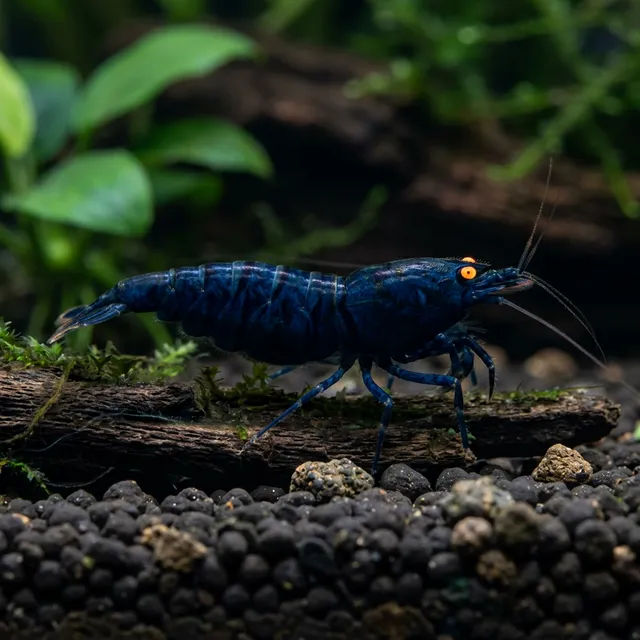 OEBT Shrimp