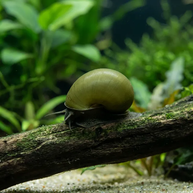 Olive Nerite