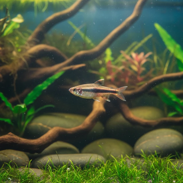 One-Lined Pencilfish