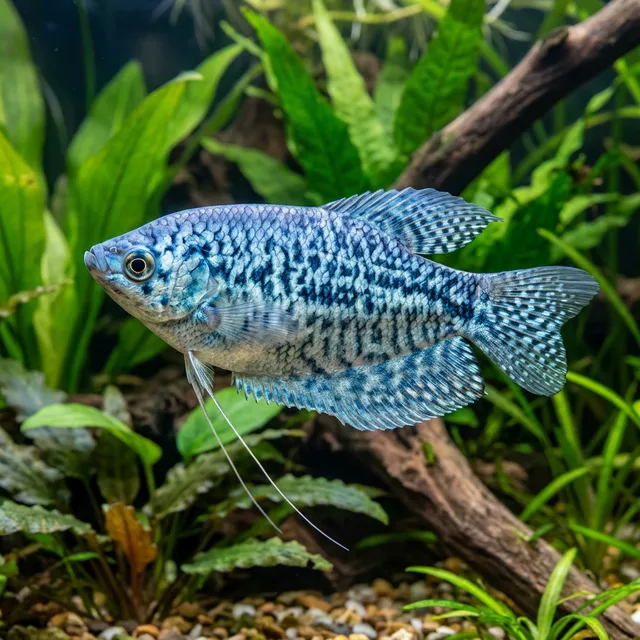 Opaline Gourami