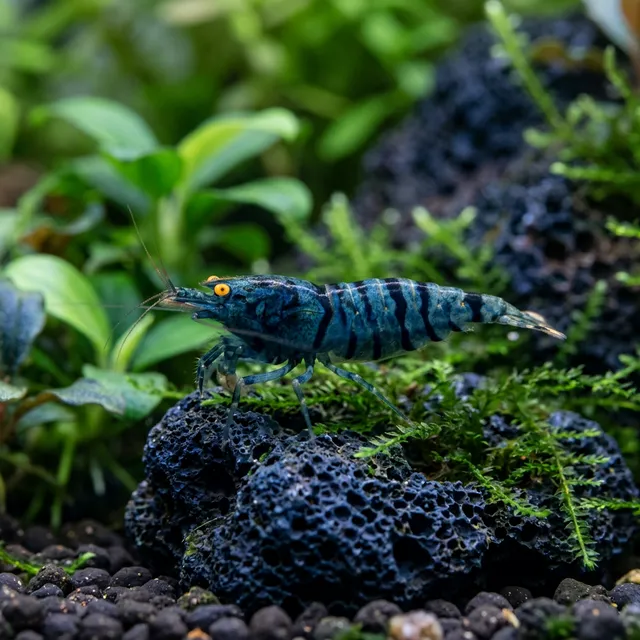 Orange Eye Blue Tiger