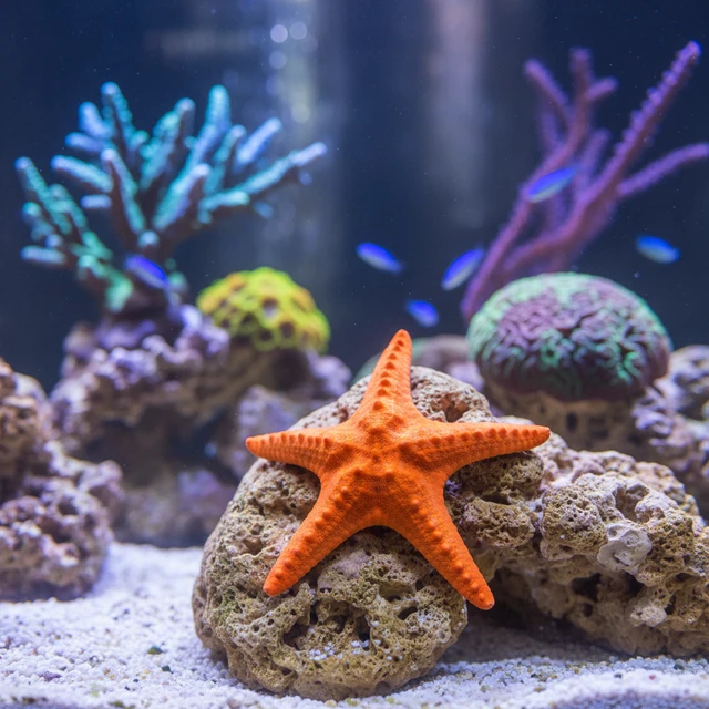 Orange Linckia Starfish