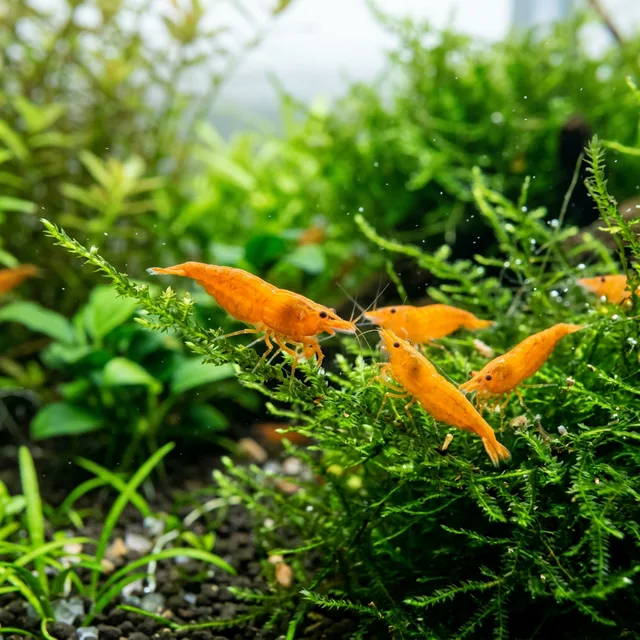 Orange Sakura Shrimp