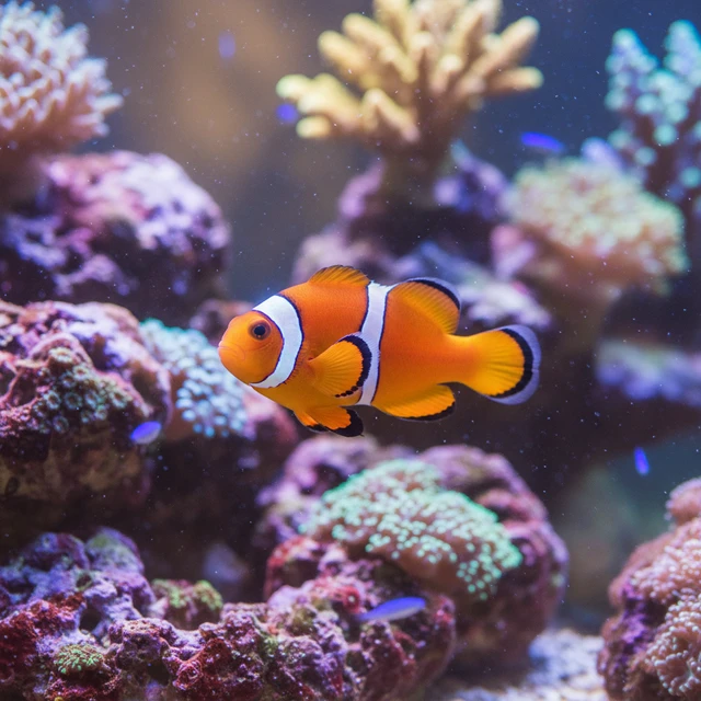 Orange Skunk Clownfish