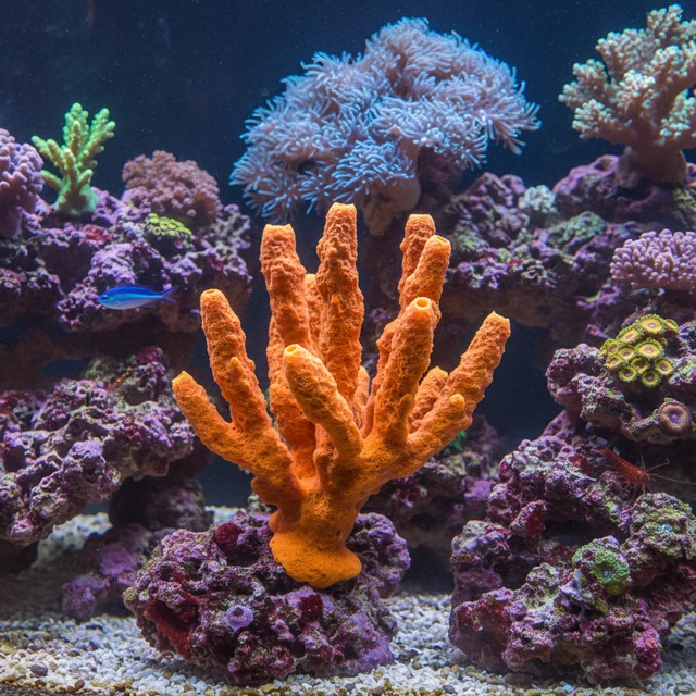 Orange Tree Sponge