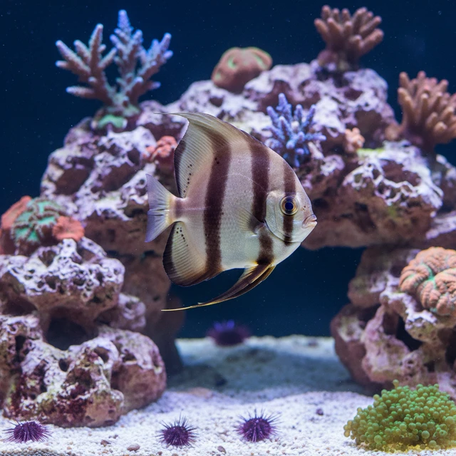 Orbicular Batfish