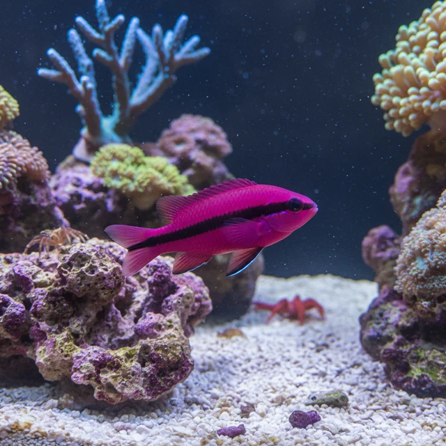 Orchid Dottyback