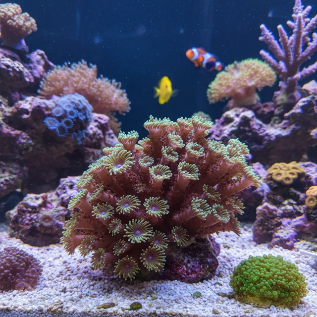 Organ Pipe Coral