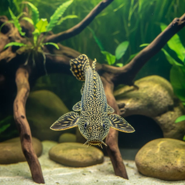 Ornate Bichir