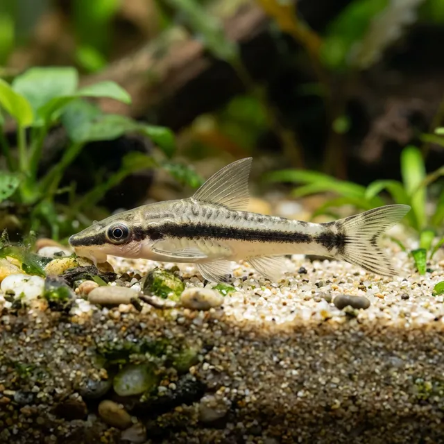 Otocinclus