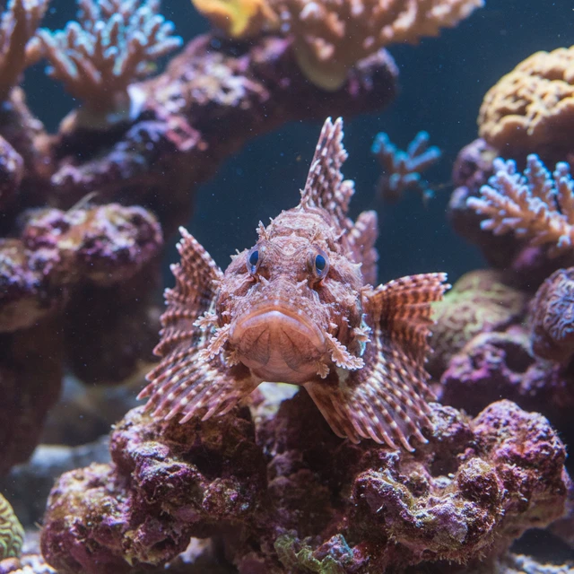Paddle-Flap Scorpionfish