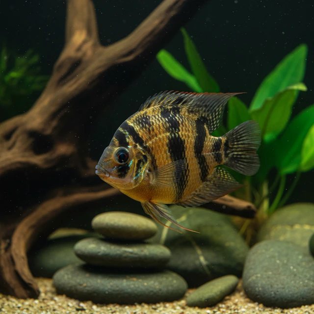 Panda Uaru Cichlid