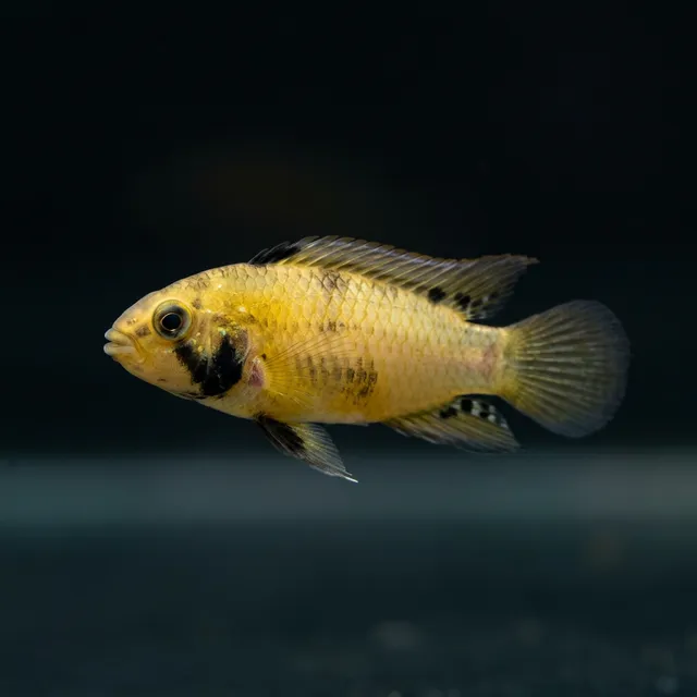 Panduro Apisto
