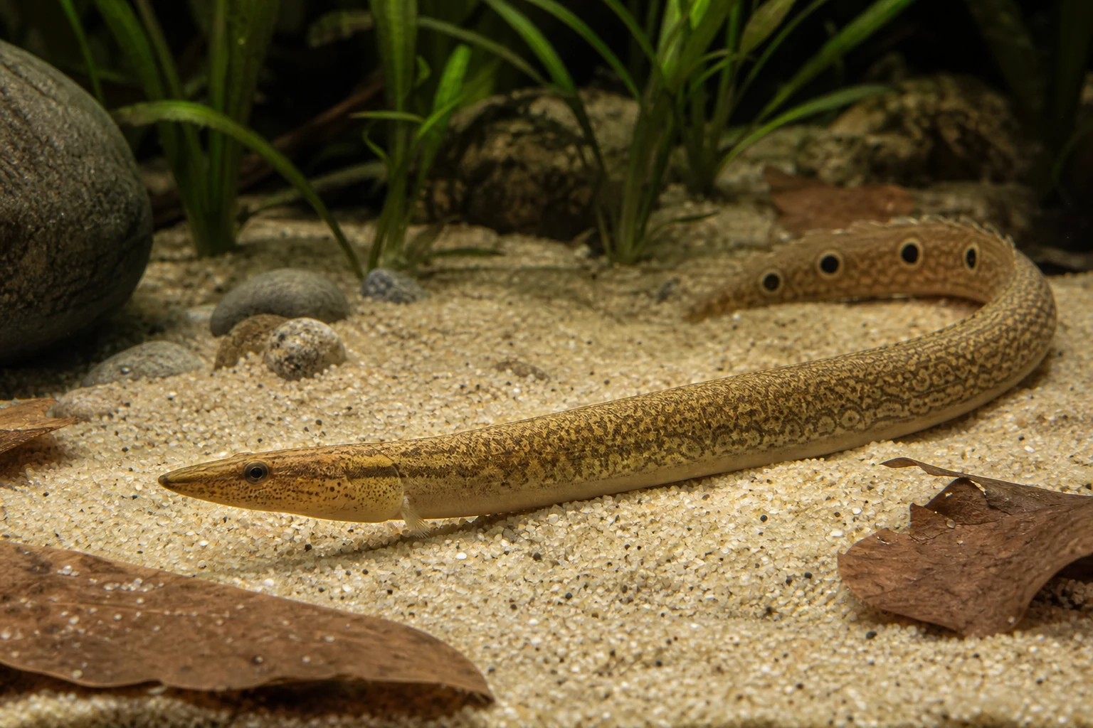 Peacock Eel