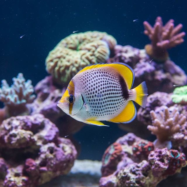 Pearlscale Butterflyfish
