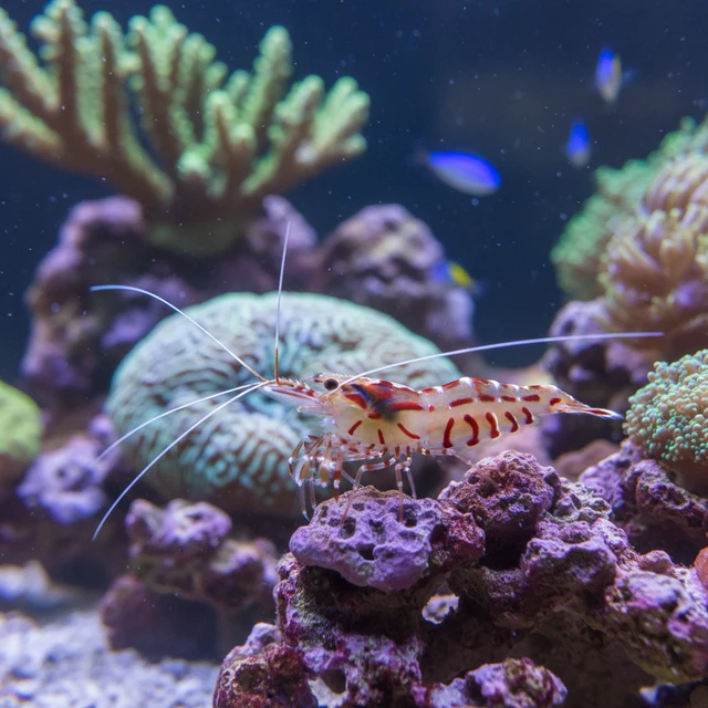 Peppermint Shrimp