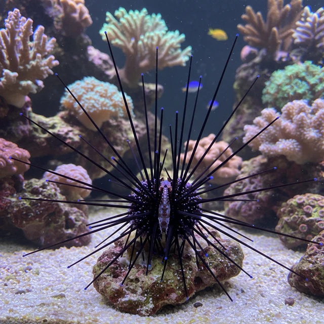 Pincushion Urchin