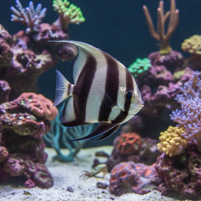 Pinnatus Batfish