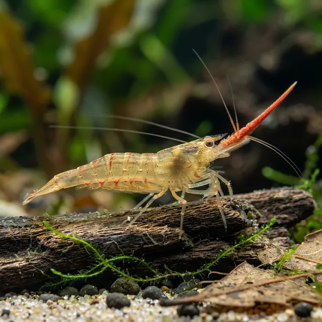 Pinocchio Shrimp