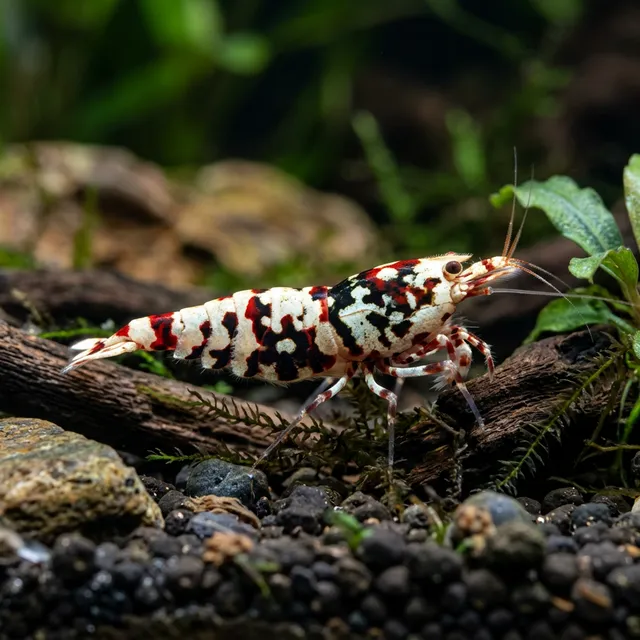 Pinto Shrimp