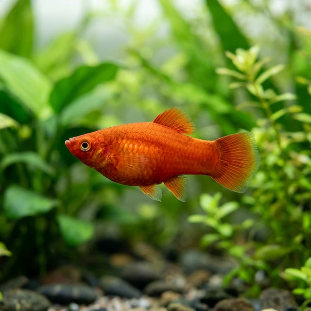Platy
