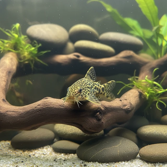 Polka Dot Loach