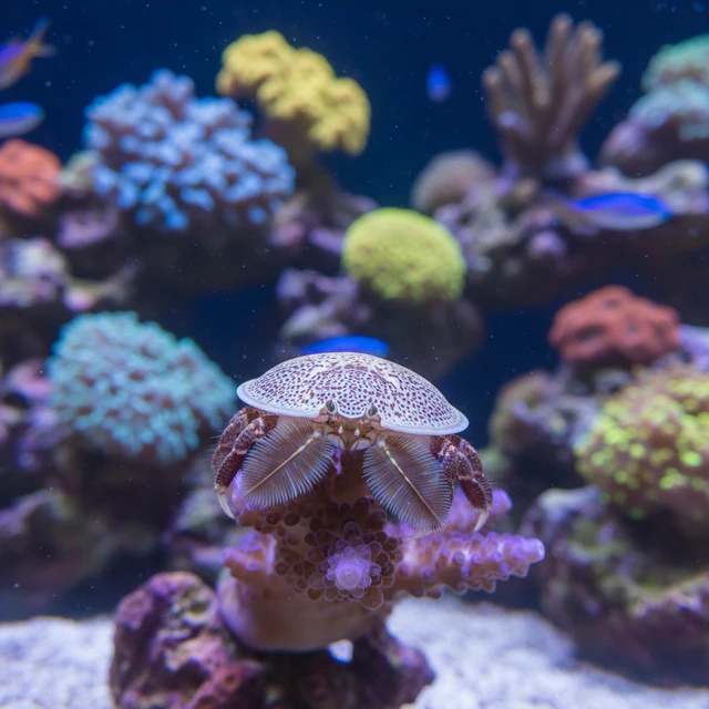 Porcelain Crab