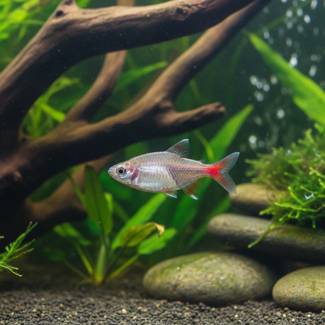 Pretty Tetra