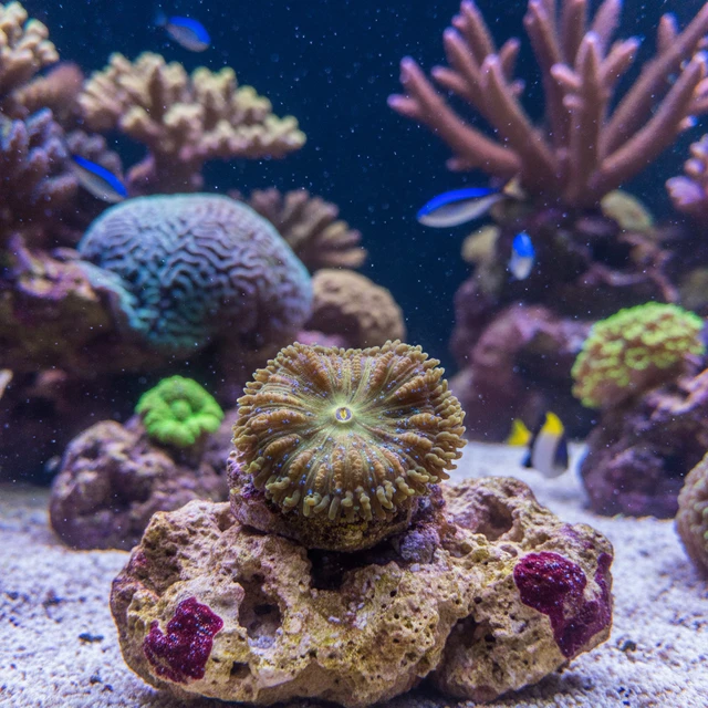 Protopalythoa Polyps