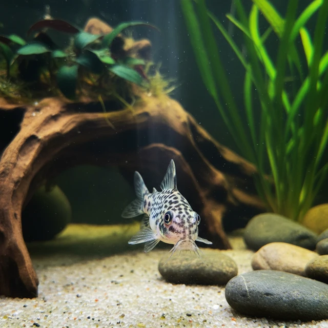 Pulcher Corydoras