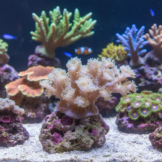 Pulsing Xenia
