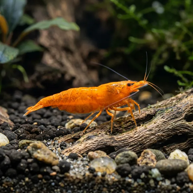 Pumpkin Shrimp