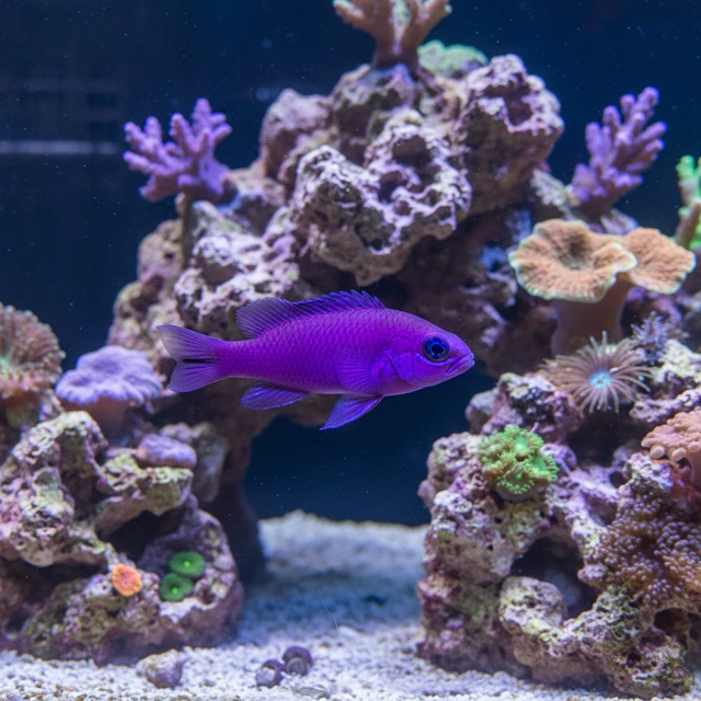 Purple Dottyback