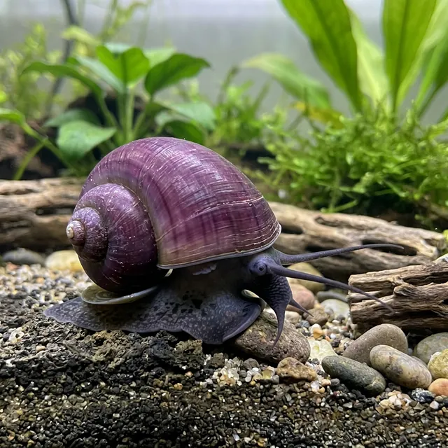 Purple Mystery Snail