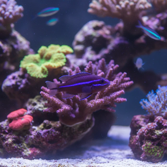 Purple Stripe Dottyback