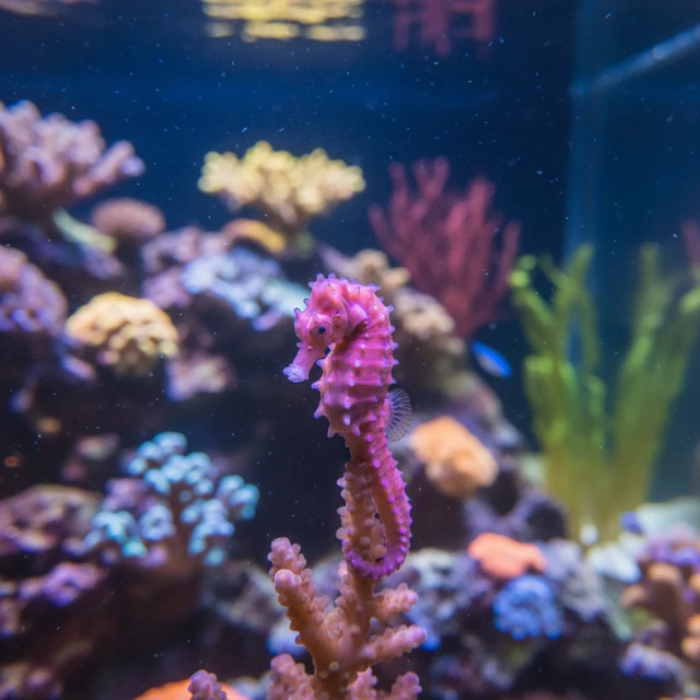 Pygmy Seahorse