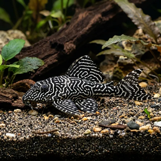Queen Arabesque Pleco (L260)