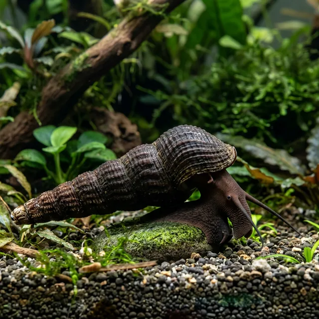 Rabbit Snail