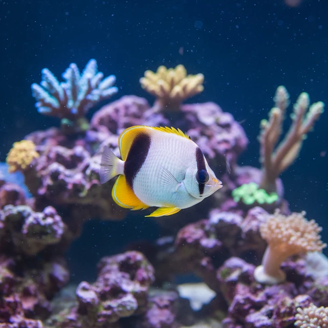 Raccoon Butterflyfish
