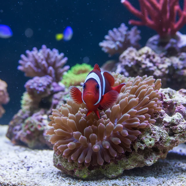 Red & Black Anemonefish