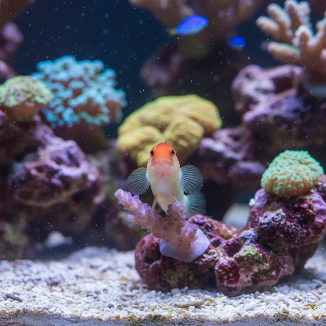 Red Head Goby