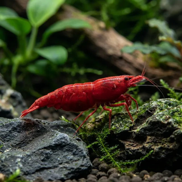 Red King Kong Shrimp