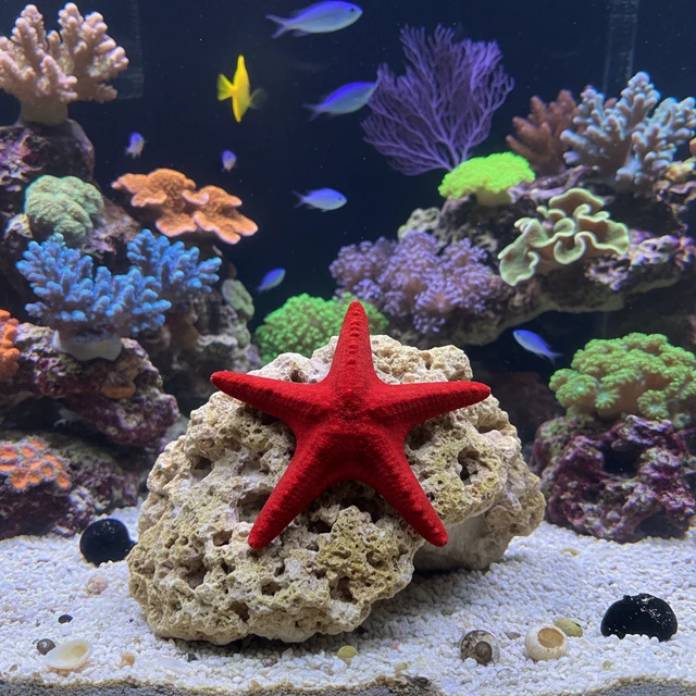 Red Linckia Starfish