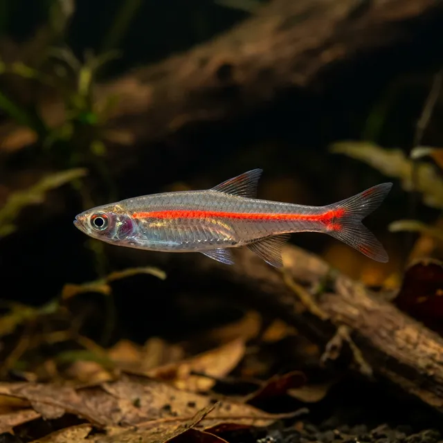 Red Line Rasbora