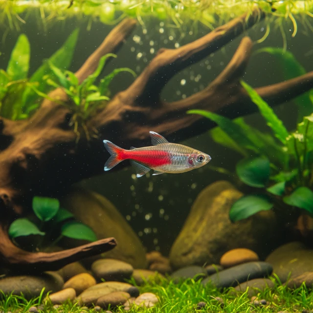 Red Line Tetra