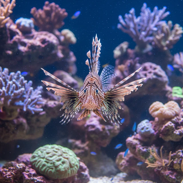 Red Lionfish