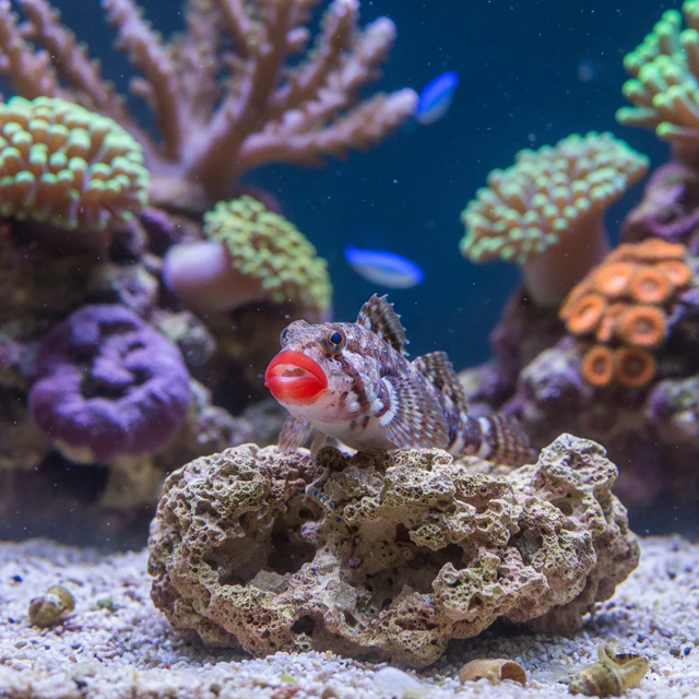 Red Lip Blenny