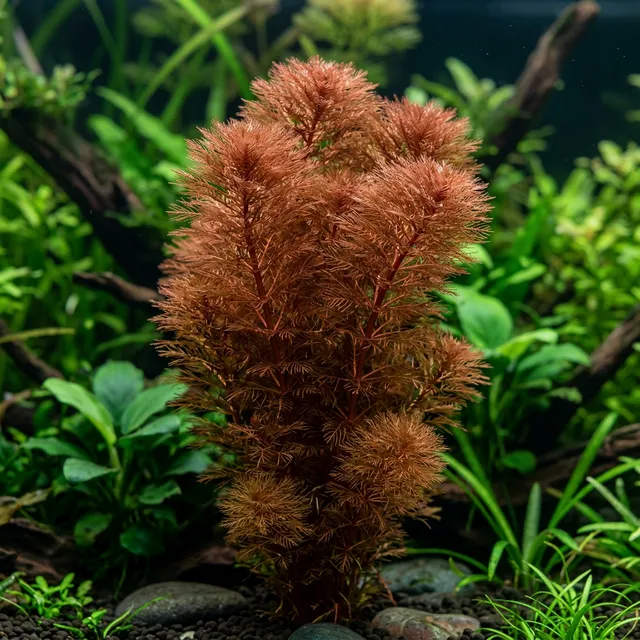 Red Myrio