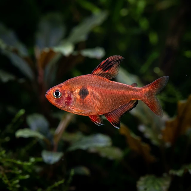 Red Phantom Tetra